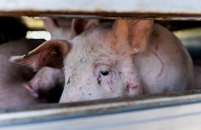 Piglet at Spanish farm as African Swine Fever spreads across Catalonia