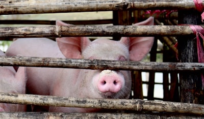 Will African Swine Fever Crush Spain’s 5B Pork Industry? What the Data Shows for April 2026
