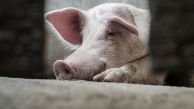Spanish pig farm facing African Swine Fever crisis aftermath